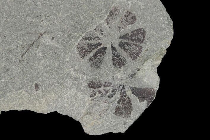 Pennsylvanian Fossil Horsetail (Sphenophyllum) Plate - Kentucky #154736